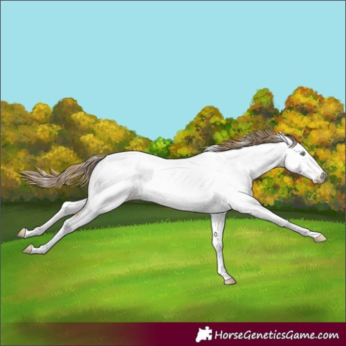 Horse Color:Amber Cream Champagne Appaloosa