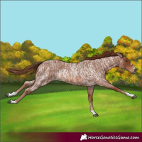 Horse Color:Unknown 