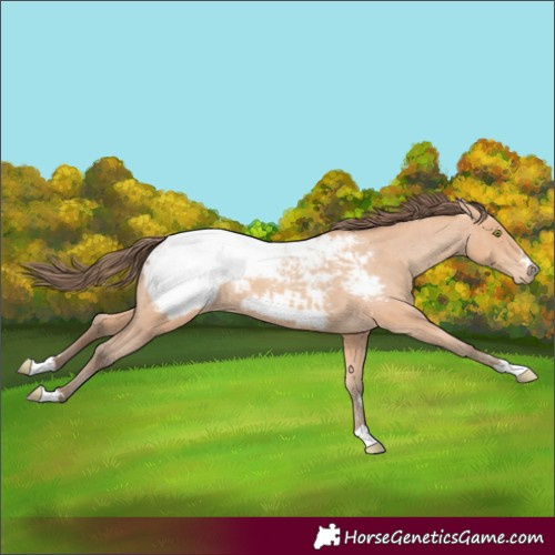 Horse Color:Amber Champagne Appaloosa 
