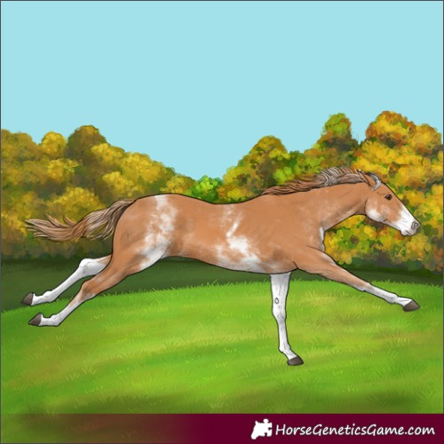 Horse Color:White Spotted Chestnut