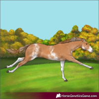 Horse Color:White Spotted Chestnut 