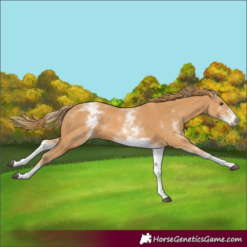 Horse Color:White Spotted Chestnut 