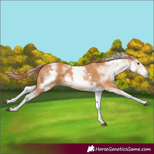 Horse Color:White Spotted Chestnut