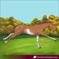 Horse Color:White Spotted Chestnut 