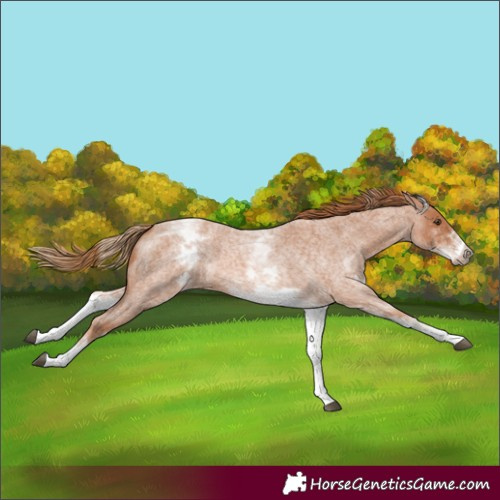 Horse Color:White Spotted Red Roan Rabicano 