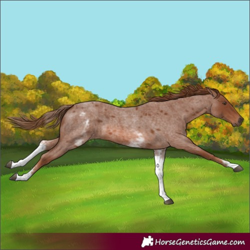 Horse Color:White Spotted Red Roan 
