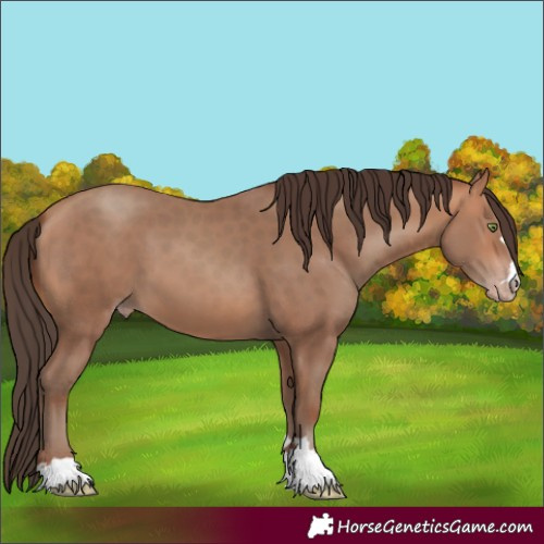 Horse Color:Amber Champagne 
