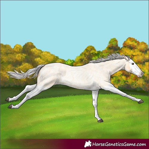 Horse Color:Silver Buckskin Roan Splash 