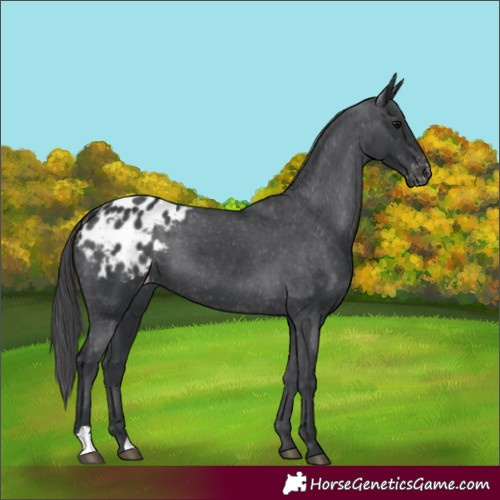 Horse Color:Black Appaloosa