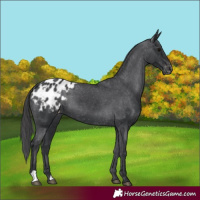 Horse Color:Black Appaloosa 
