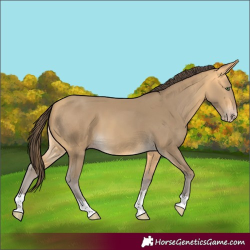 Horse Color:Amber Cream Champagne