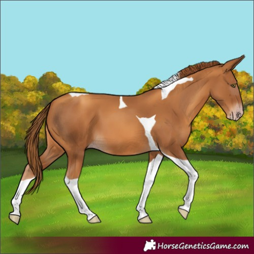 Horse Color:Gray Gold Champagne Tobiano