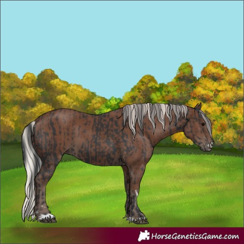 Horse Color:Black and Silver Black