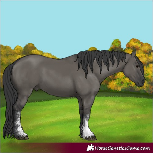 Horse Color:Grullo Sabino