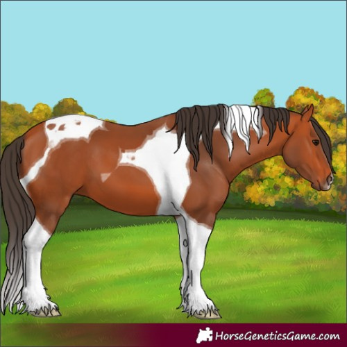 Horse Color:Bay Tobiano 