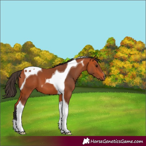 Horse Color:Bay Tobiano 