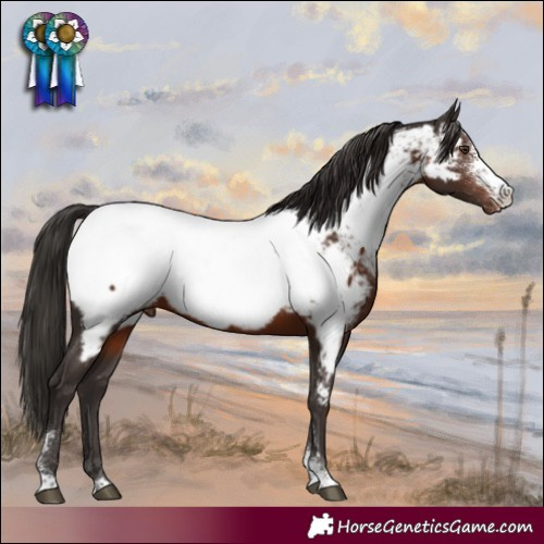 Horse Color:Liver Chestnut Sabino Appaloosa 