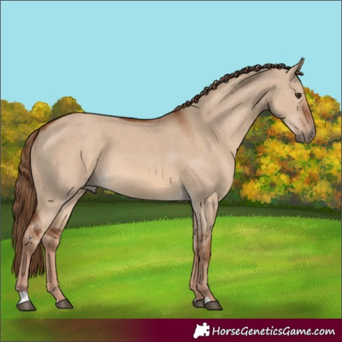 Horse Color:Red Dun 
