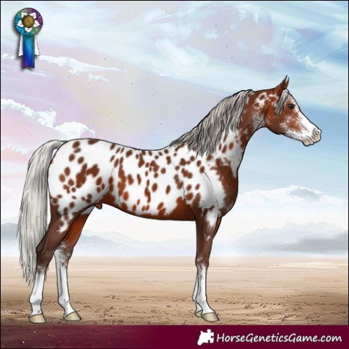 Horse Color:Silver Bay Sabino Appaloosa