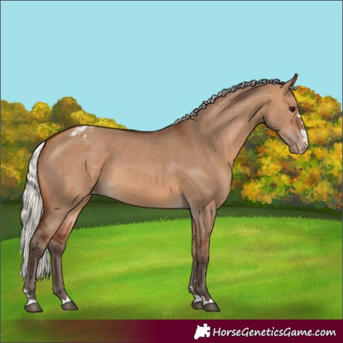 Horse Color:Silver Brown Dun Appaloosa 
