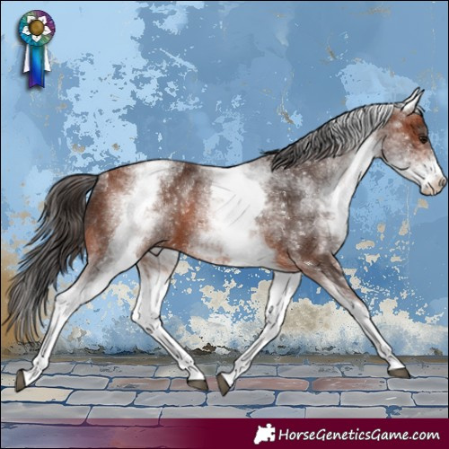 Horse Color:White Spotted Bay Rabicano 