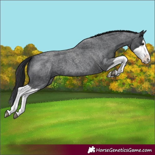 Horse Color:Blue Roan Splash 