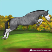 Horse Color:Blue Roan Splash