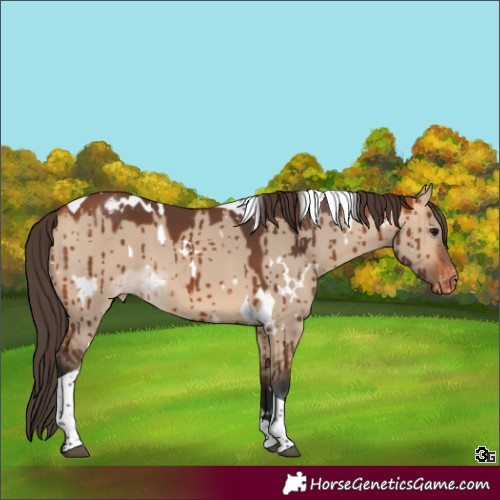 Horse Color:White Spotted Bay Dun Tobiano Appaloosa Brindle 