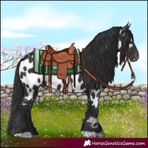 Horse Color:Liver Chestnut Near Leopard Rabicano 