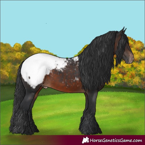 Horse Color:Brown Appaloosa 