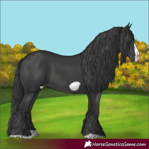 Horse Color:Black Splash Frame Rabicano 