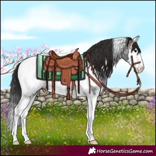 Horse Color:Brown Roan Splash Tobiano Near Fewspot 