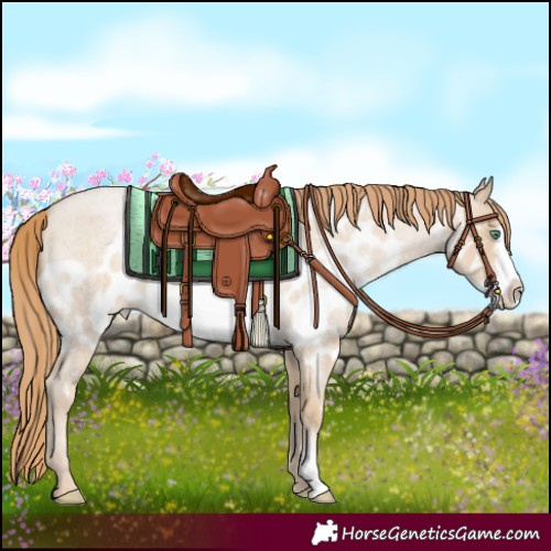 Horse Color:Smoky Blue Roan Pearl Frame Skewed LP Spotted 