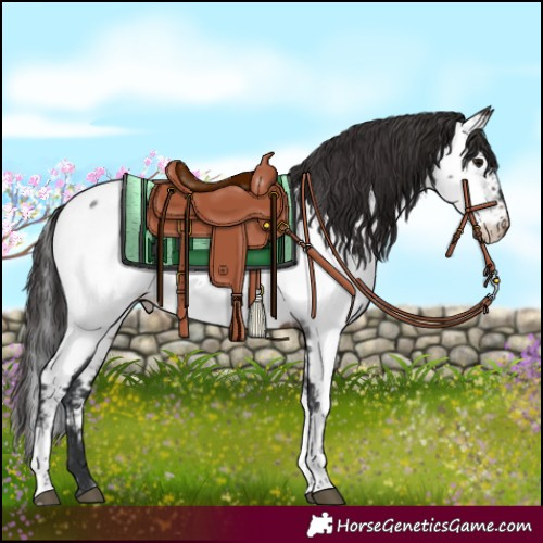 Horse Color:Brown Roan Tobiano Near Fewspot Rabicano
