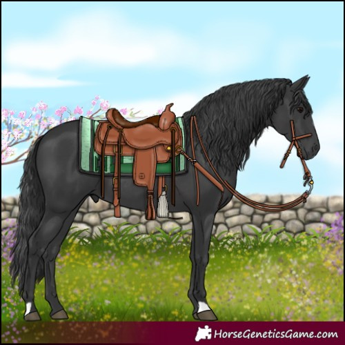 Horse Color:Black 