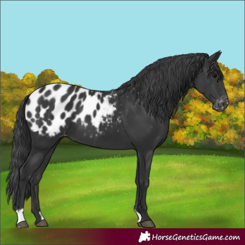 Horse Color:Black Blanket
