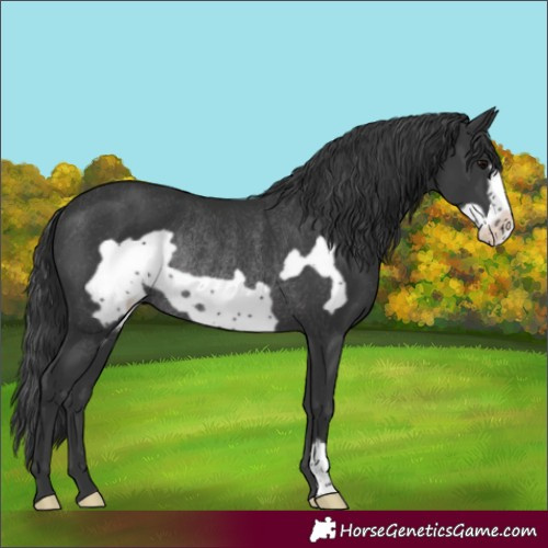 Horse Color:Black Frame Rabicano