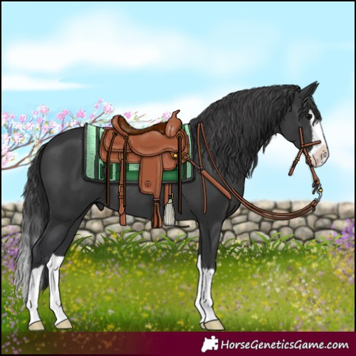 Horse Color:Black Splash
