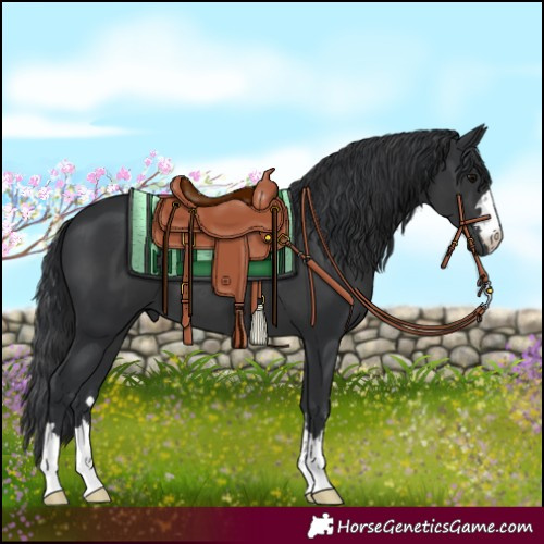 Horse Color:Black 