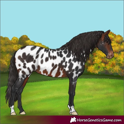Horse Color:Brown Near Leopard 