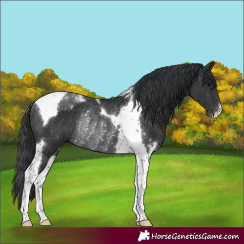 Horse Color:Black Tobiano Rabicano