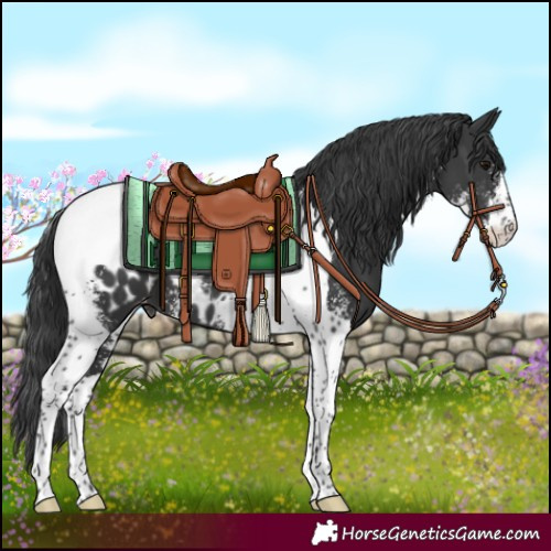 Horse Color:Black Sabino Tobiano Blanket