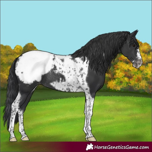 Horse Color:Black Tobiano Frame Snowcap Rabicano
