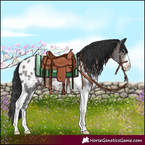 Horse Color:Brown Sabino Tobiano Blanket Rabicano 