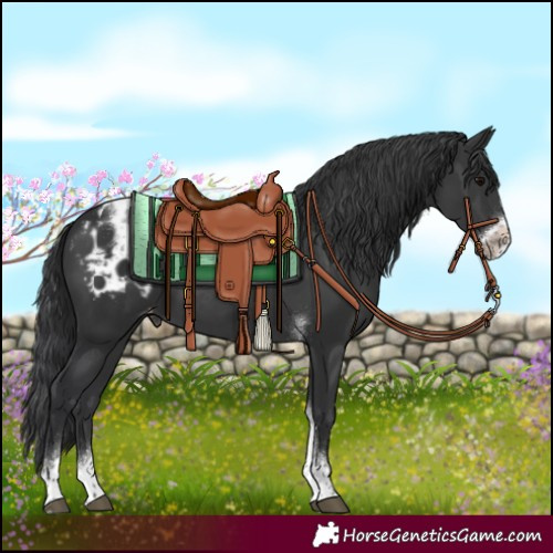 Horse Color:Black Tobiano Frame Varnish 