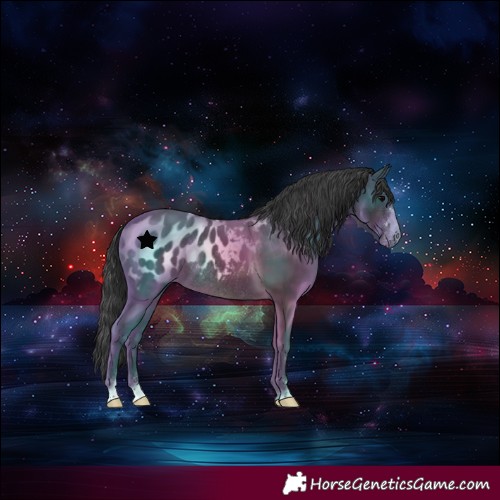Horse Color:Black Blanket Rabicano 