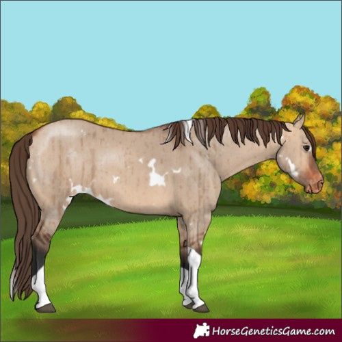 Horse Color:White Spotted Bay Dun Tobiano Varnish Brindle 