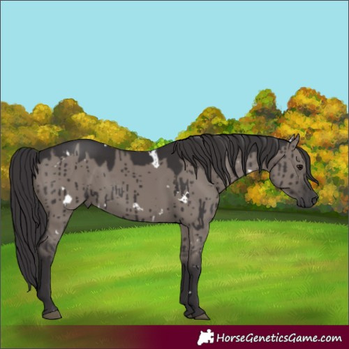 Horse Color:White Spotted Smoky Grullo Brindle