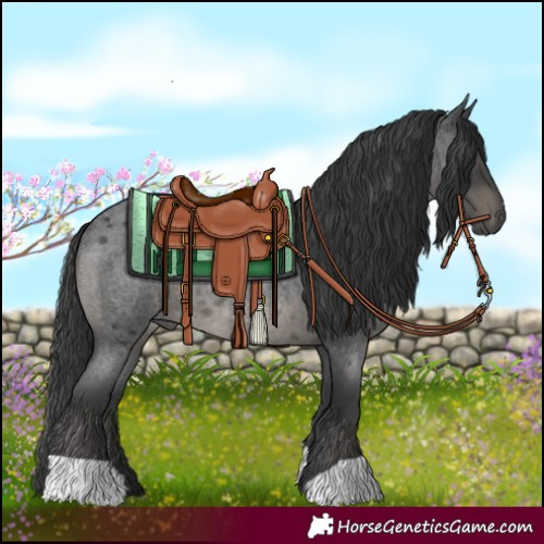 Horse Color:Blue Roan 