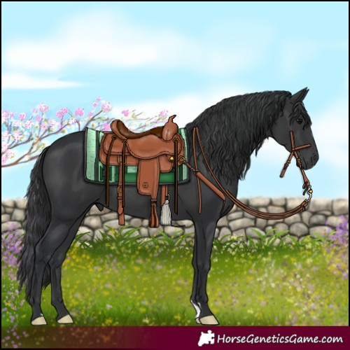 Horse Color:Black 